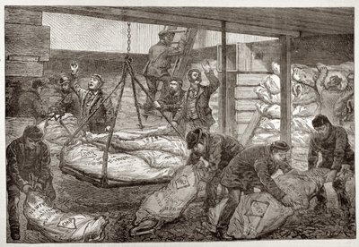 Landing Australian Frozen Meat from Sydney in the South West India Dock, Millwall, from 